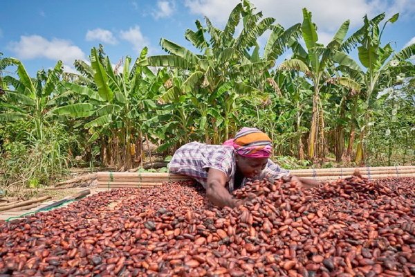 cocoa3