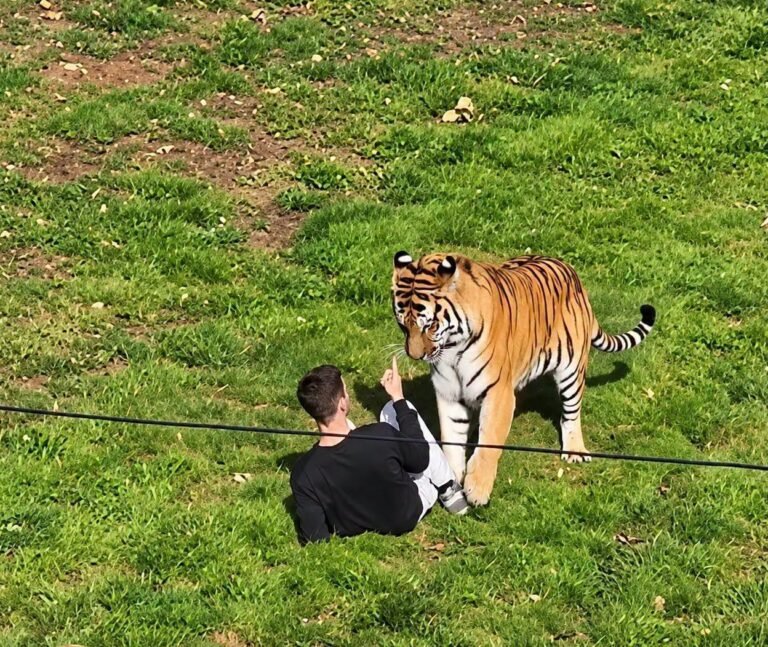 tiger